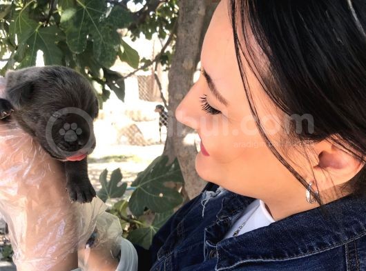 Muhteşem Güzellikte Blue Corso Yavrumuz görsel