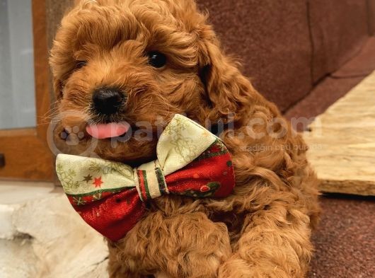 Sağlık Ve Irk Garantili Poodle Yavrularımız görsel