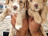 Show Kalite Maltipoo Yavrular