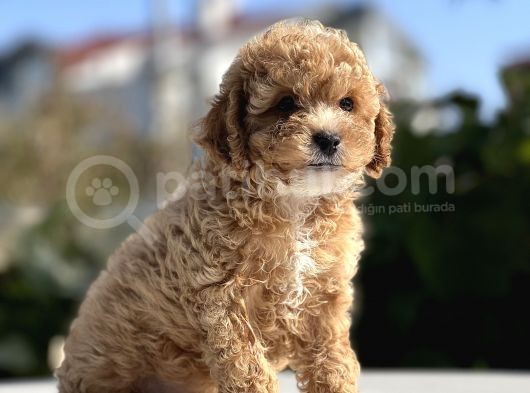 Sevimli Toy Poodle Bebekler görsel
