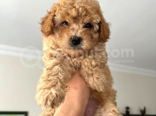 Toy Poodle Çocuklarımız görsel