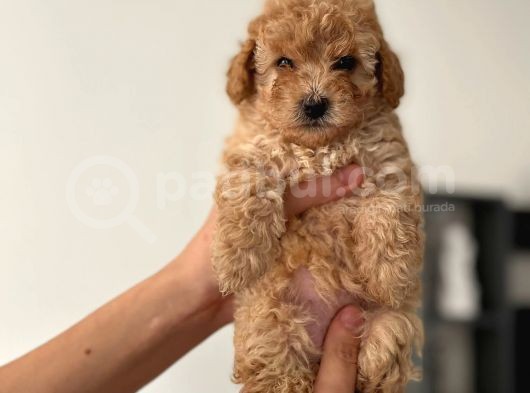 Toy Poodle Çocuklarımız görsel