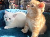 Safkan Eli̇t British Shorthair Yavrularimiz