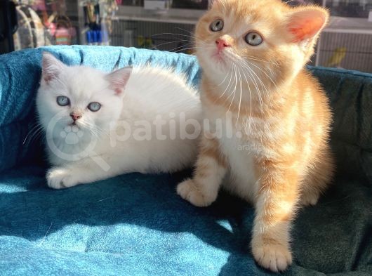 Safkan Eli̇t British Shorthair Yavrularimiz