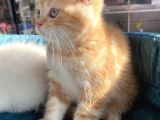 Safkan Eli̇t British Shorthair Yavrularimiz