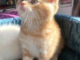 Safkan Eli̇t British Shorthair Yavrularimiz