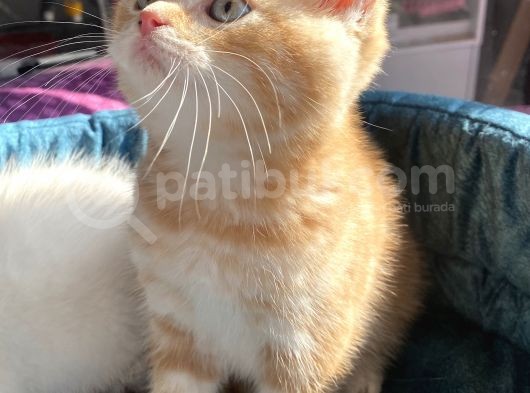 Safkan Eli̇t British Shorthair Yavrularimiz görsel