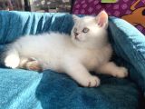 Safkan Eli̇t British Shorthair Yavrularimiz