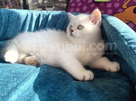 Safkan Eli̇t British Shorthair Yavrularimiz görsel