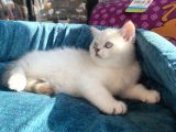 Safkan Eli̇t British Shorthair Yavrularimiz