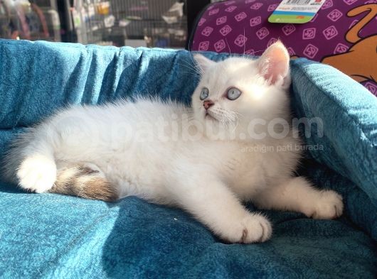 Safkan Eli̇t British Shorthair Yavrularimiz görsel