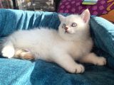 Safkan Eli̇t British Shorthair Yavrularimiz