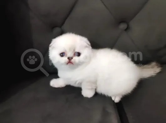 Scottish Fold Yavrular görsel