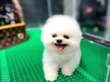 Pomeranian Çocuklarımız