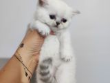 Scottish Fold Yavrular