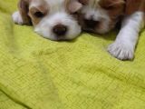 Evi̇ni̇zi̇n Yeni̇ Üyesi̇ Si̇zi̇ Bekli̇yor Cavalier King Charles