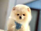 Ayıcık Surat Boo Pomeranian Yavrular