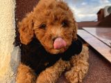 Aşılı Pasaportlu Çocuklarınıza Arkadaş Toypoodle Bebekler