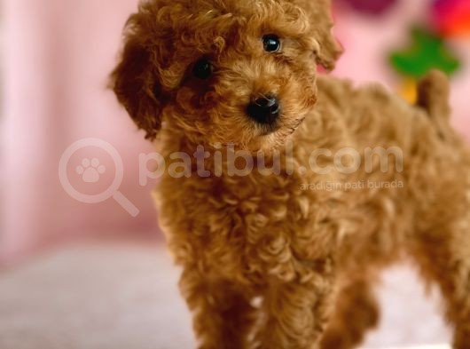 Di̇şi̇ Toy Poodle Yavrumuz görsel