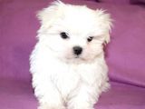 Sıfır Numara Maltese Mini Boy Yavrular