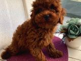 Aşılı Pasaportlu Çocuklarınıza Arkadaş Toypoodle Bebekler