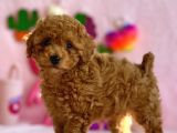 Di̇şi̇ Toy Poodle Yavrumuz