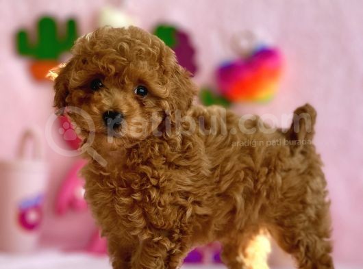Di̇şi̇ Toy Poodle Yavrumuz
