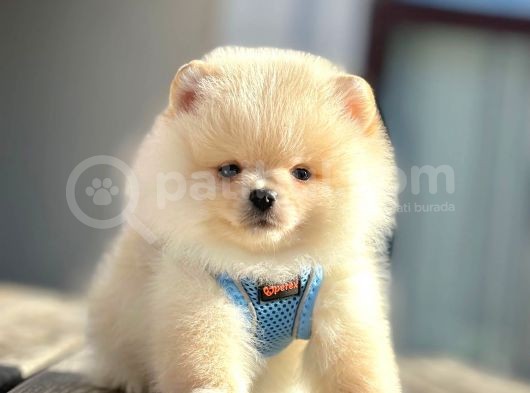 Ayıcık Surat Boo Pomeranian Yavrular görsel