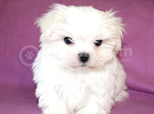 Sıfır Numara Maltese Mini Boy Yavrular görsel