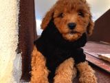 Aşılı Pasaportlu Çocuklarınıza Arkadaş Toypoodle Bebekler