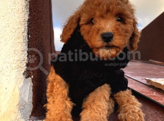 Aşılı Pasaportlu Çocuklarınıza Arkadaş Toypoodle Bebekler görsel
