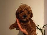 Safkan Toypoodle Bebekler