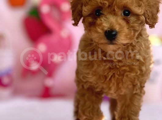 Di̇şi̇ Toy Poodle Yavrumuz görsel