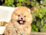 Safkan Teddy Bear Pomeranian Boo Yavrularımız