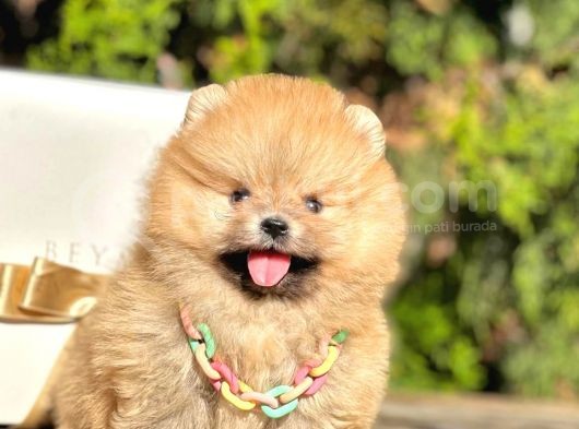 Safkan Teddy Bear Pomeranian Boo Yavrularımız görsel