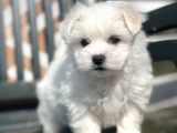 Show Kalite Maltese Terier Bebekler