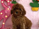 Mi̇ni̇ Boy Red Toy Poodle Bebekler