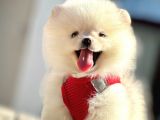 Safkan Teddy Bear Pomeranian Boo Yavrularımız