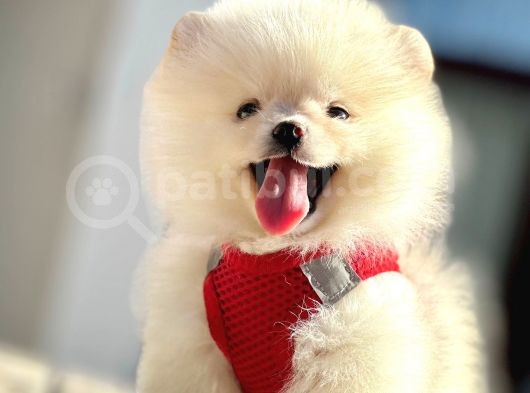 Safkan Teddy Bear Pomeranian Boo Yavrularımız