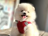 Safkan Teddy Bear Pomeranian Boo Yavrularımız