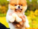 Party Colour Di̇şi̇ Üst Kali̇te Pomeranian