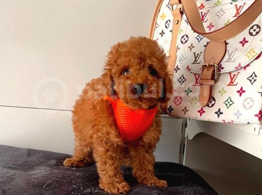 Orji̇nal Toy Poodle Yavrular
