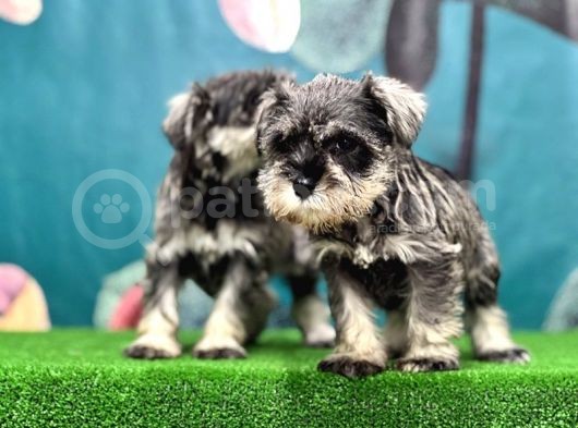 Salt And Pepper Mi̇nyatür Schnauzer Yavrular görsel