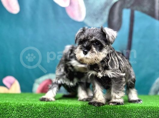 Salt And Pepper Mi̇nyatür Schnauzer Yavrular görsel