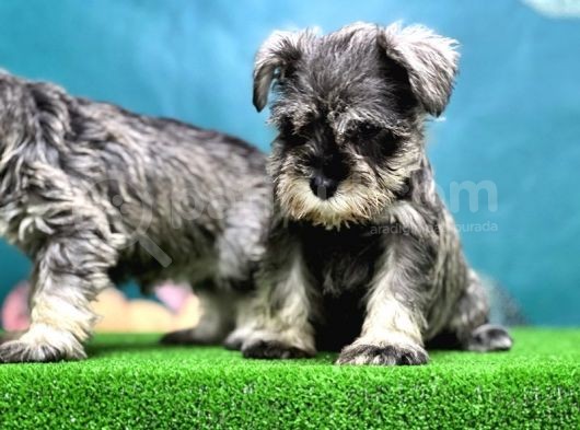 Salt And Pepper Mi̇nyatür Schnauzer Yavrular görsel