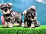 Salt And Pepper Mi̇nyatür Schnauzer Yavrular