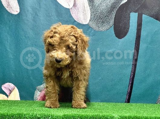Resmi̇ Üreti̇ci̇den Toy Poodle Yavrular görsel