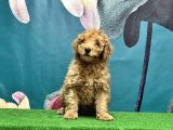 Resmi̇ Üreti̇ci̇den Toy Poodle Yavrular