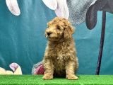 Resmi̇ Üreti̇ci̇den Toy Poodle Yavrular