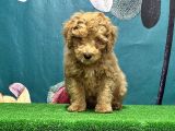 Resmi̇ Üreti̇ci̇den Toy Poodle Yavrular